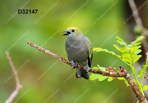 Palm Tanager (Thraupis palmarum)